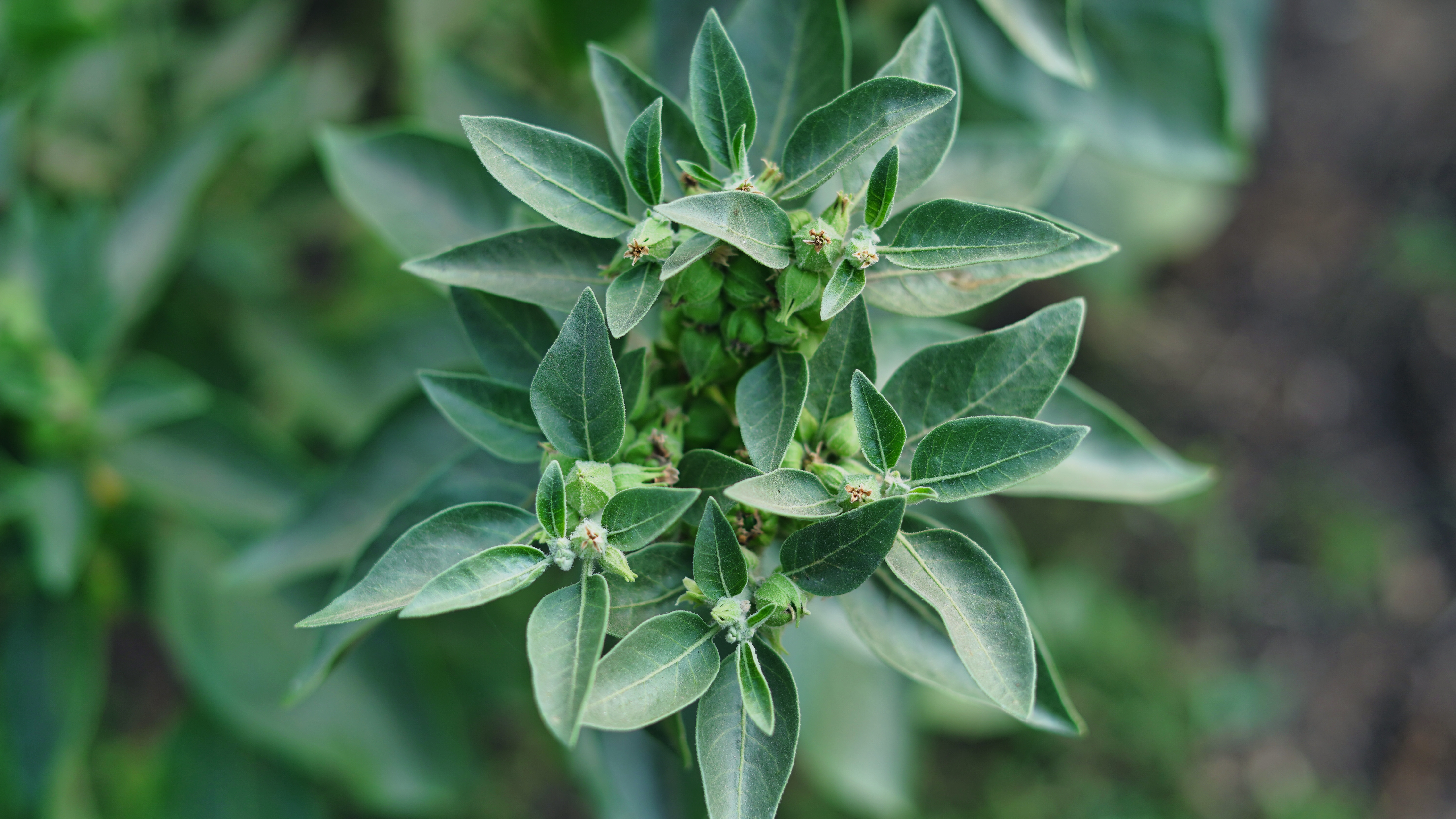 Cover image 2 for Key Plant-Based Market Trends 2024