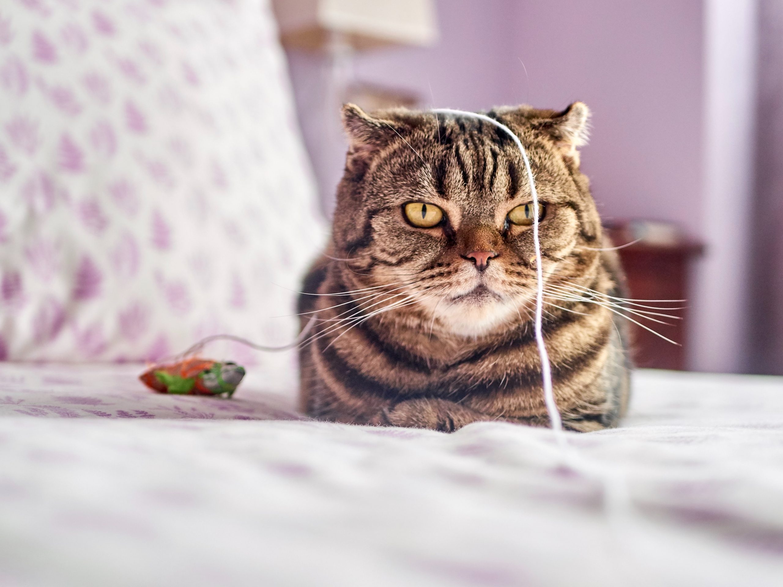 Cover image 1 for A new frontier in spoiling our pets