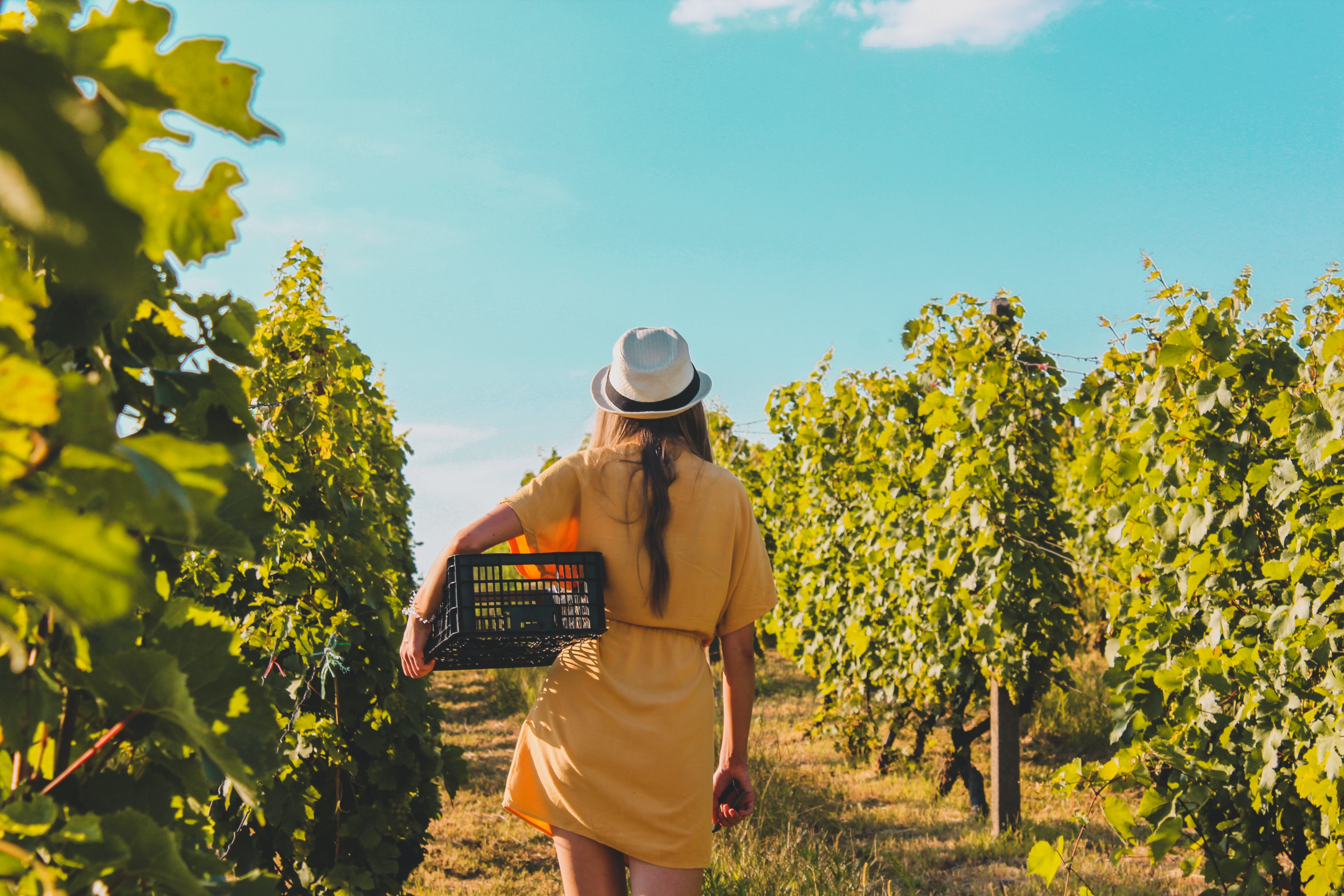 Cover image 1 for Webinar: Alcohol industry – what’s now and what’s next?