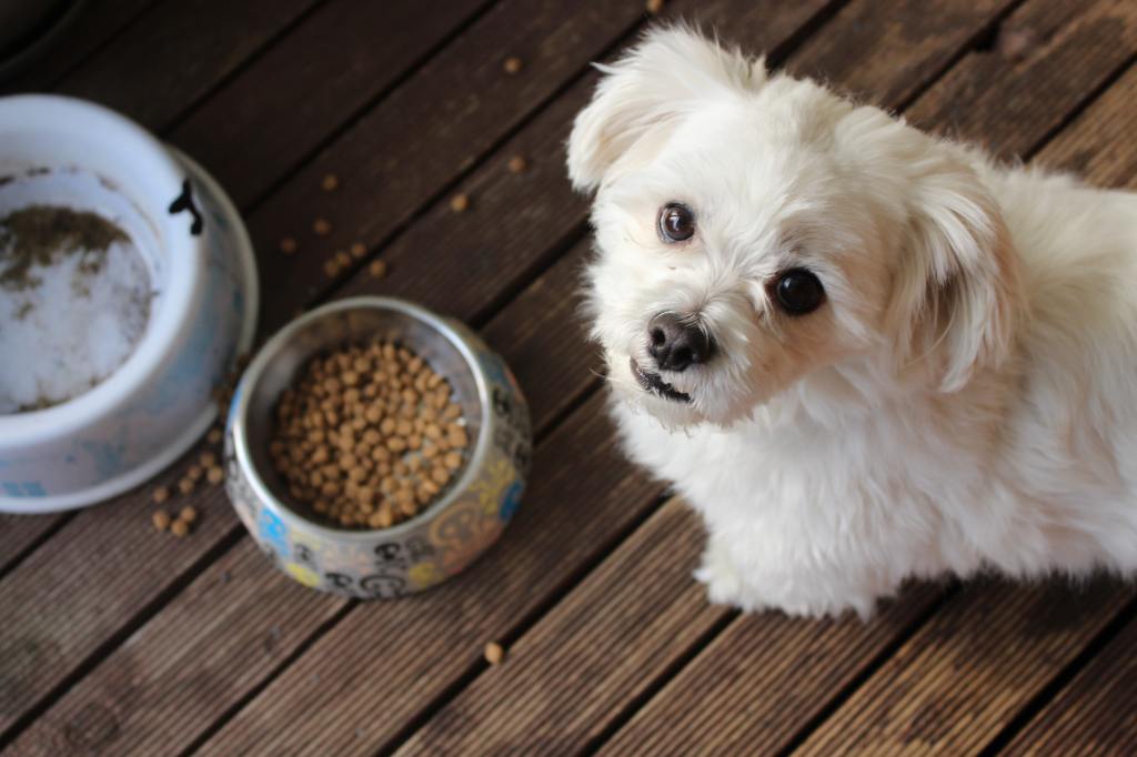 The pet food trends and attributes that drove in-store sales and online searches in 2020-2021