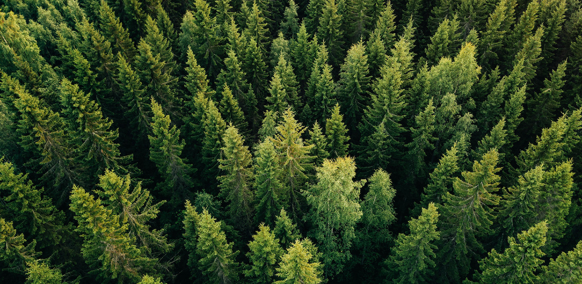 Aerial,Top,View,Of,Summer,Green,Trees,In,Forest,In