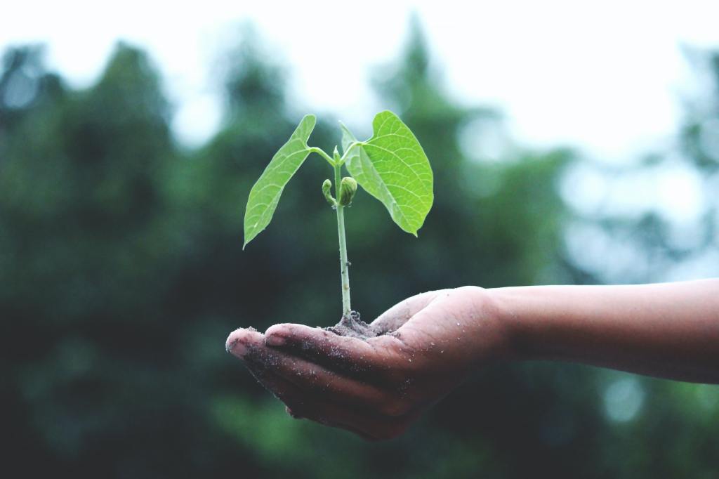 sapling in a man's hand