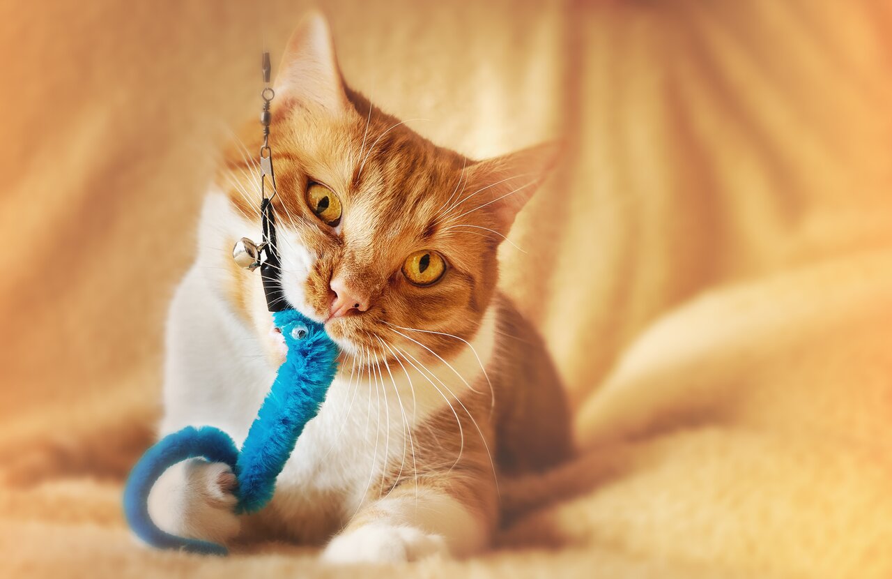 Cat Chewing on Toy