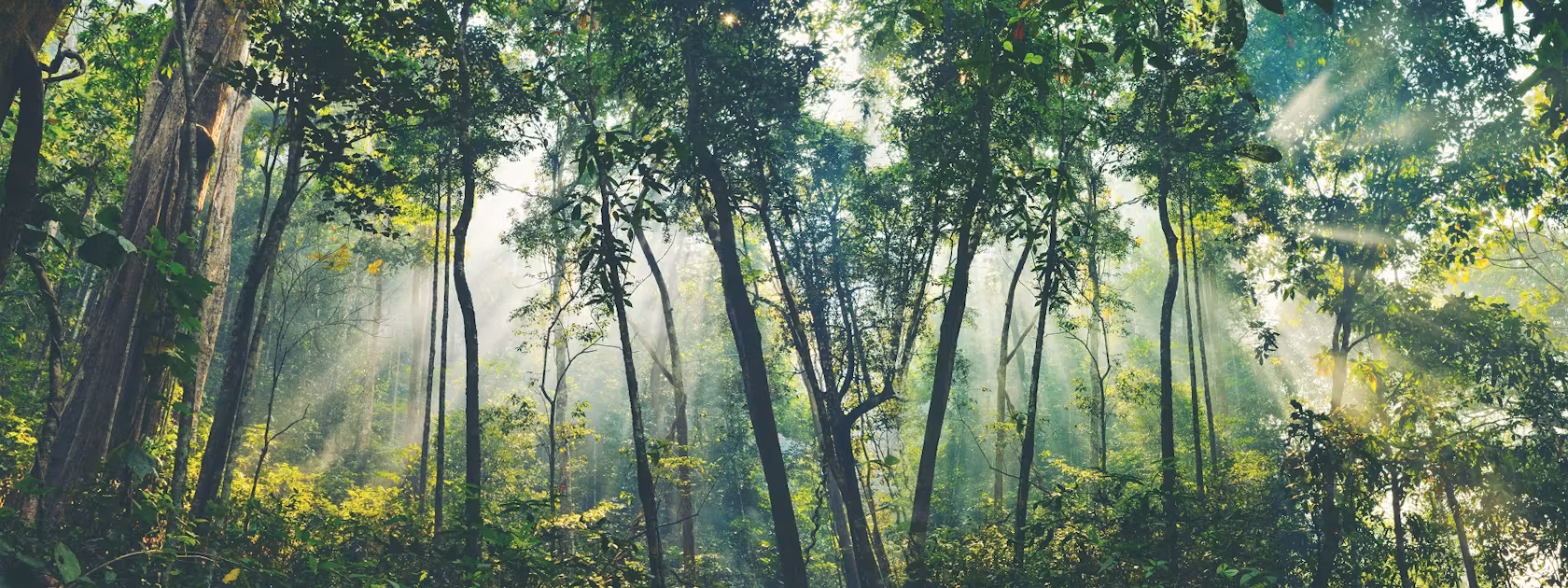Image principale de Eco Claim Reporting