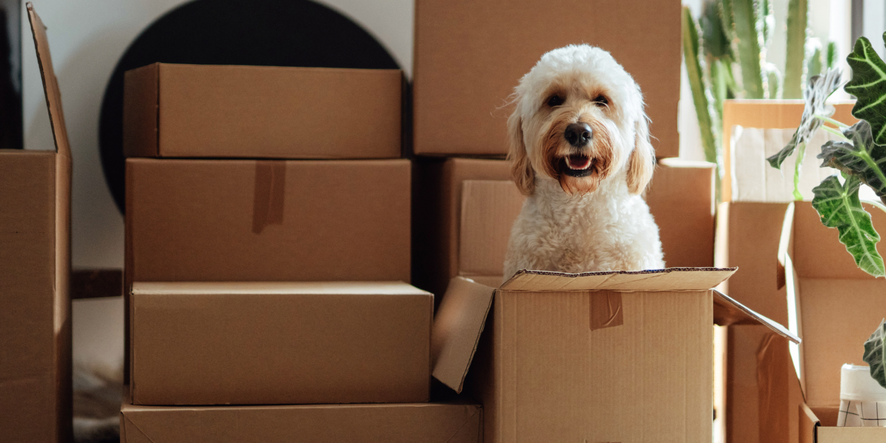 dog inside boxes playing