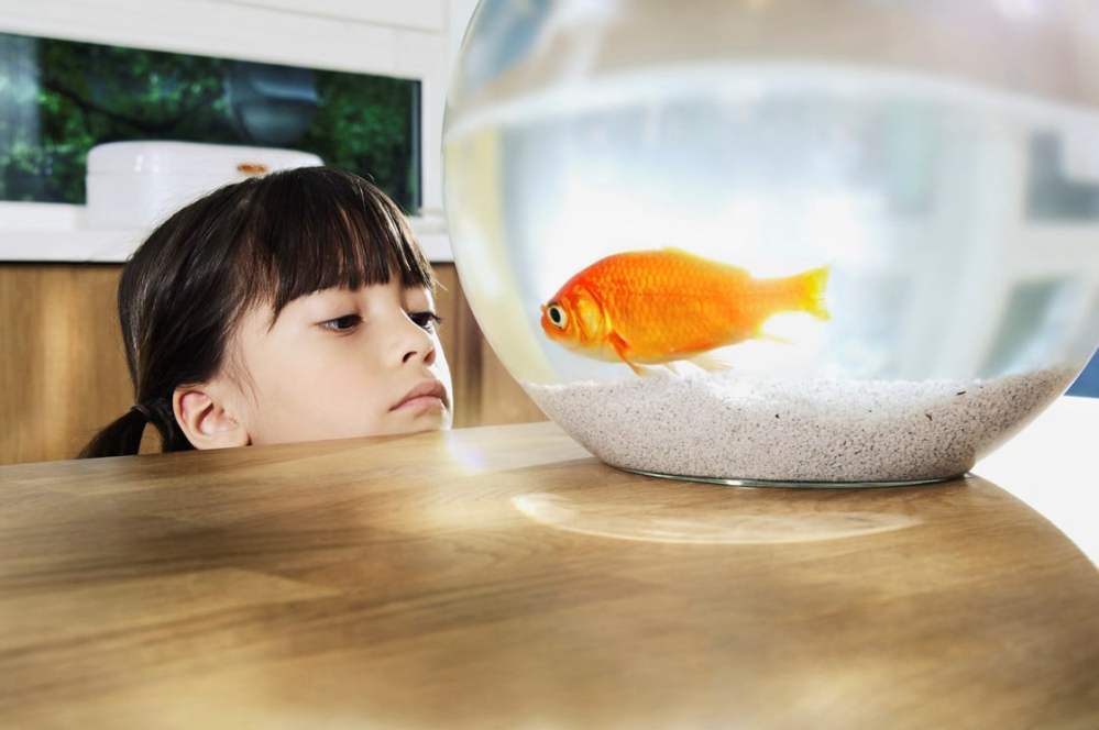 Imagem principal de Animais de estimação