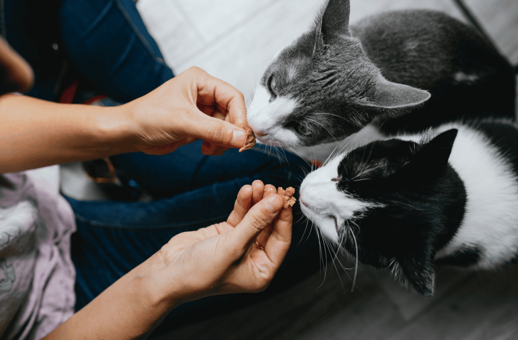 cats eating food